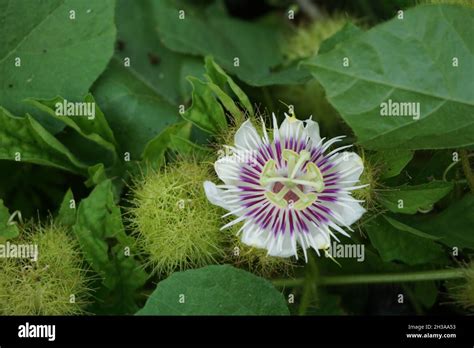 passion fruit in bisaya|Passiflora foetida .
